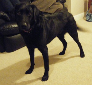 Handsome Black Labrador, Jack
