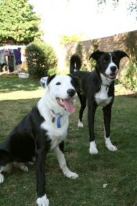 Two challenging Border Collies