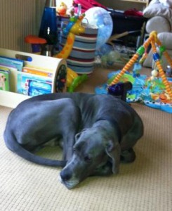 Great Dane Troy lying down amongst the baby toys