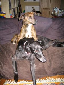 Lurcher and brindled cross breed on their bed