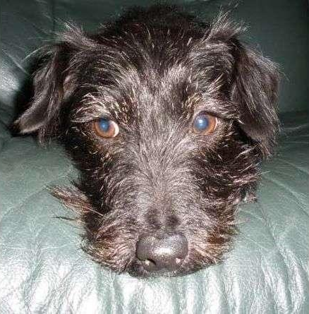 The Patterdale Jack Russel mix seems withdrawn
