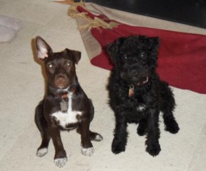 Two Patterdales look very different