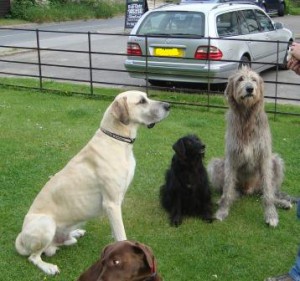 Irish Wolfhound and Great Dane
