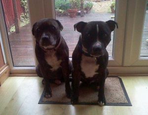 Two Staffies sitting on the doormat