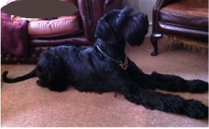 Giant Schnauzer is ver larger and very regal