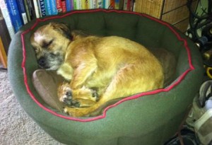 border terrier spent most of the time asleep in his bed
