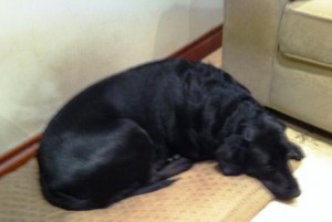 Black Lab Daisy lying down after a busy day
