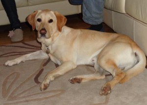 Golden Labrador Sunny is settling well into his new home