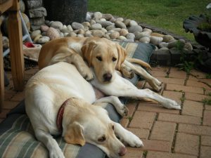 Two Golden Labradors lying together