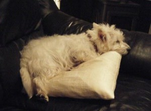 Much of the time Westie Snoopy is an obedient, relaxed and happy little do