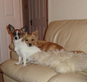 Brother and sister are a mix of Jack Russell, Pomeranian and Chihuahua