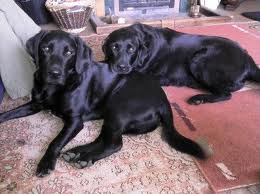 Black Labrador brother and sister lying together