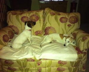 George, Jack Russell on the left, is more confident than Ruby