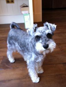Miniature Schnauzer Bertie is starting to get used to me