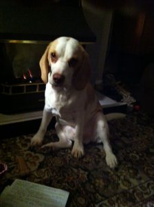 Beagle Harvey is subdued