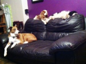 Border Collie Blaze on the sofa with the two other dogs