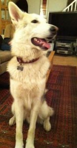 Ben, a magnificent Northern Inuit age 15 months