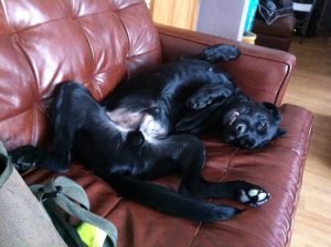 Black Labrador Ollie lying on his back