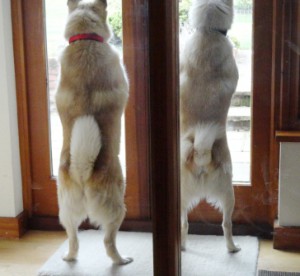 Two Buhunds looking out of the window have probably seen a rabbit