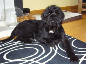 Handsome Giant Schnauzer Ollie lying on the rug