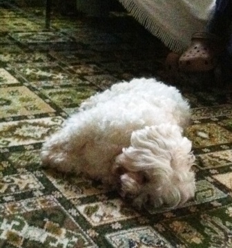 Havanese Tilly lying asleep on the carpet