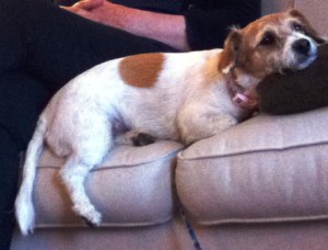 Jack Russell Rosie is a well behaved little dog when not stressed