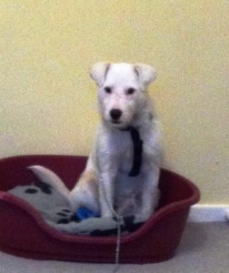 Parsons Terrier Hardy sitting in his bed