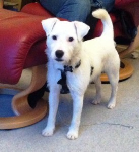 Parsons Terrier Jack is a perky little dog