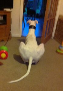 William Lurcher watching one of the Staffies