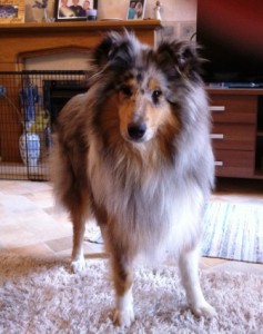 Blue Merle Rough Haired Collie can be a little nervous of visitors to the house