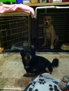 Lancashire Heeler with hearing puppy in crate behind her