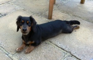 Bangers is the larger of the two miniature daschunds
