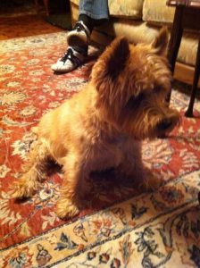 Red Cairn Terrier is a good dog if his owners behave properly