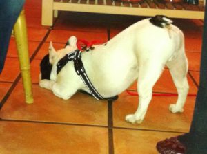 French bulldog does strange bow with his back to people