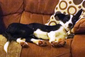 Lottie is a small Border Collie mix, stretching out on the sofa