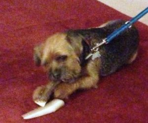 Border Terrier is worried and chewing helps