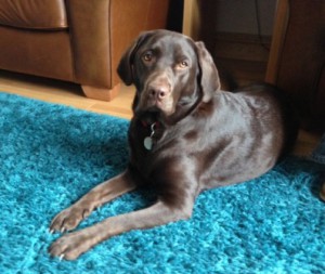 Chocolate Labrador Tilly posing on the turquoise rug
