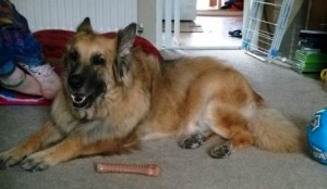 Elderly German Shepherd is finding life hard with new younger dog