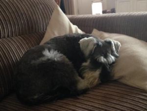 The more stable Miniature Schnauzer hasn't helped Poppy