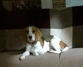 Beagle Molly barks fearfully both at people she doesn't know coming to the house and people she sees out on walk