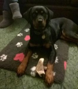 Young Rottie has been in her new home for one week