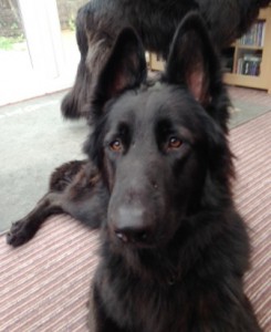 Black German Shepherd Kody on the left does not like people coming to her house 