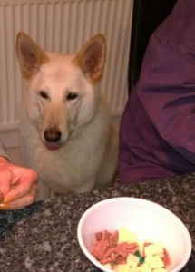 White GSD Portia is sitting beside me waiting for another piece of cheese