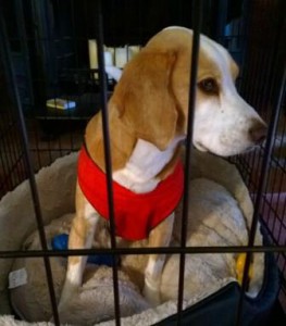 Beagle mix on crate rest due to neck injury