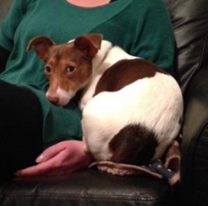 Finn is quite restrained for an adolescent Jack Russell with an uncertain past