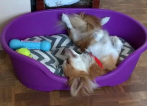 Chihuahua lying on his back in his bed