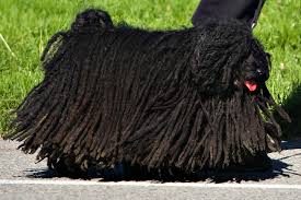 Hungarian Puli as it normally looks