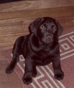 My own Chocolate Labrador, Marmite, as a puppy