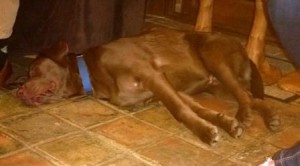 6-month old Chocolate Labrador Chocky is nervous and now copying the terriers' reactivity on walks