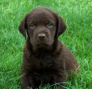 Eight week old Chocolate Labrador puppy